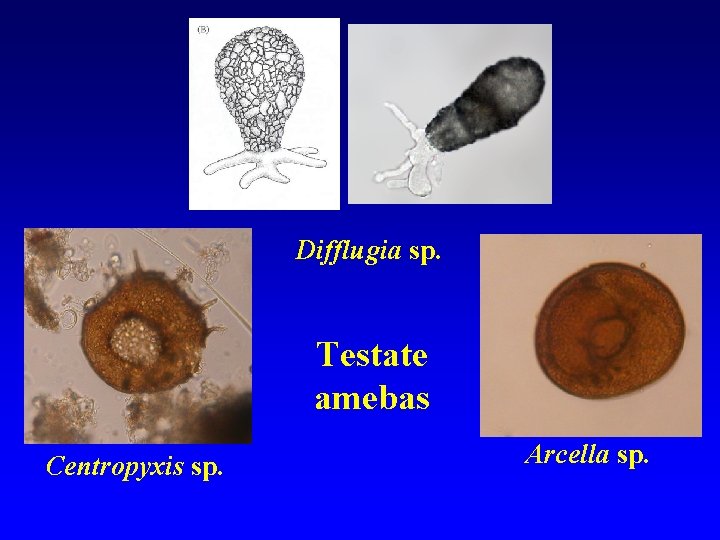Difflugia sp. Testate amebas Centropyxis sp. Arcella sp. 