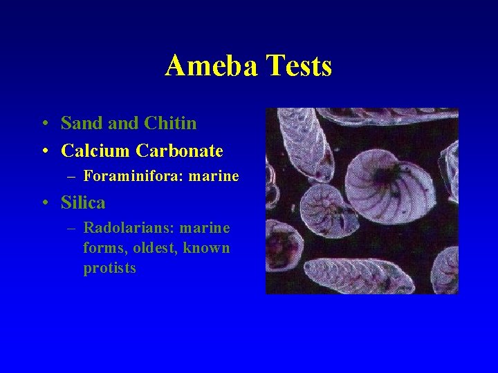 Ameba Tests • Sand Chitin • Calcium Carbonate – Foraminifora: marine • Silica –