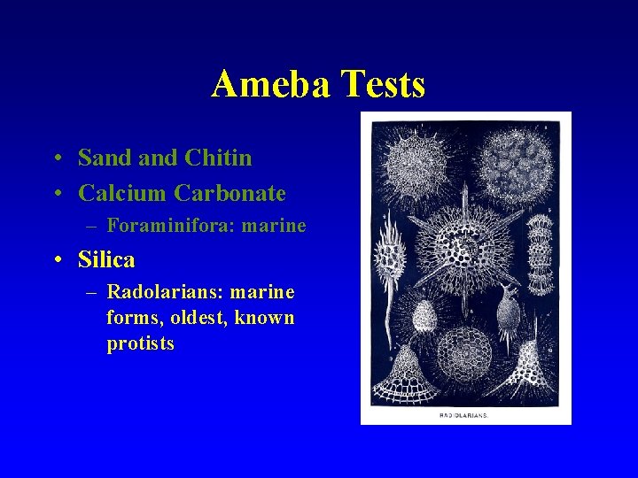 Ameba Tests • Sand Chitin • Calcium Carbonate – Foraminifora: marine • Silica –