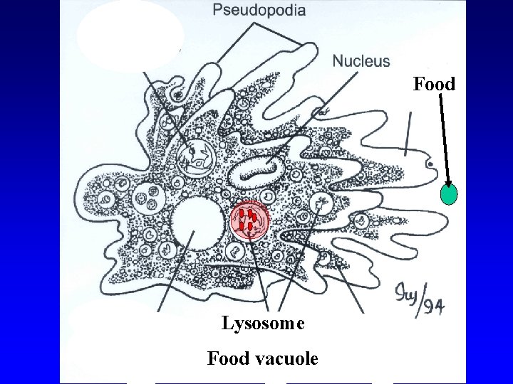 Food Lysosome Food vacuole 