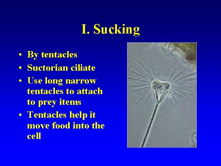 I. Sucking • By tentacles • Suctorian ciliate • Use long narrow tentacles to