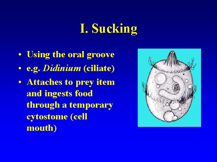 I. Sucking • Using the oral groove • e. g. Didinium (ciliate) • Attaches
