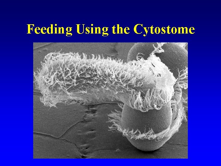 Feeding Using the Cytostome 