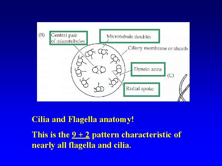 Cilia and Flagella anatomy! This is the 9 + 2 pattern characteristic of nearly