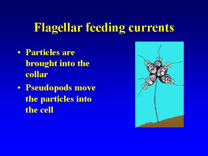 Flagellar feeding currents • Particles are brought into the collar • Pseudopods move the