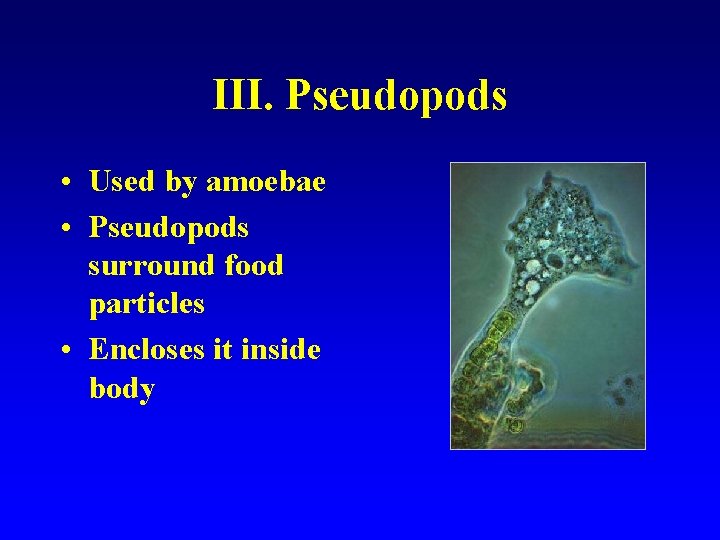 III. Pseudopods • Used by amoebae • Pseudopods surround food particles • Encloses it