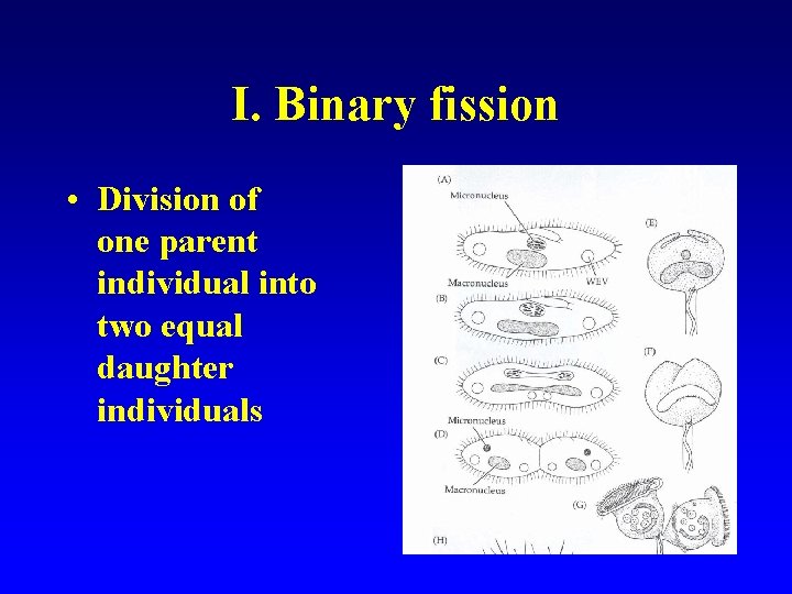 I. Binary fission • Division of one parent individual into two equal daughter individuals