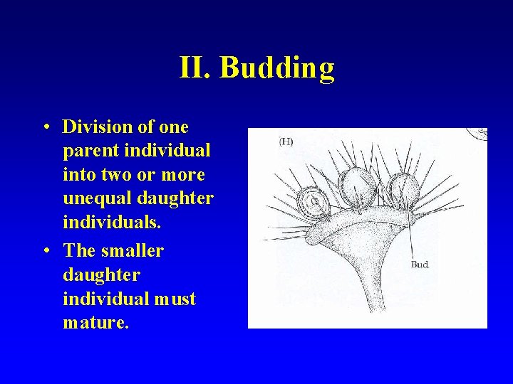 II. Budding • Division of one parent individual into two or more unequal daughter