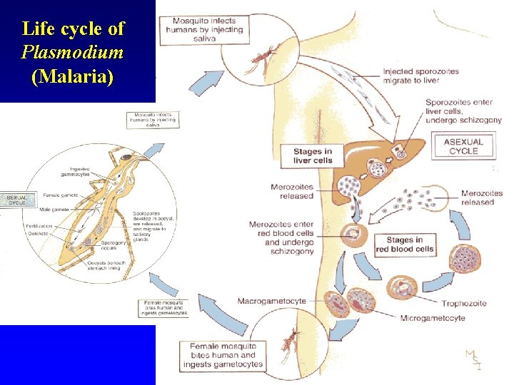 Life cycle of Plasmodium (Malaria) 