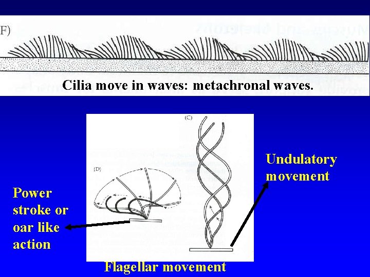 Cilia move in waves: metachronal waves. Undulatory movement Power stroke or oar like action