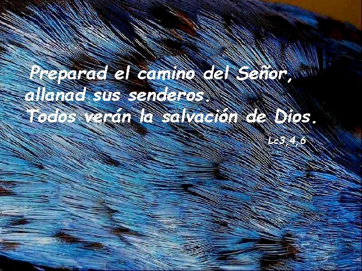 Preparad el camino del Señor, allanad sus senderos. Todos verán la salvación de Dios.