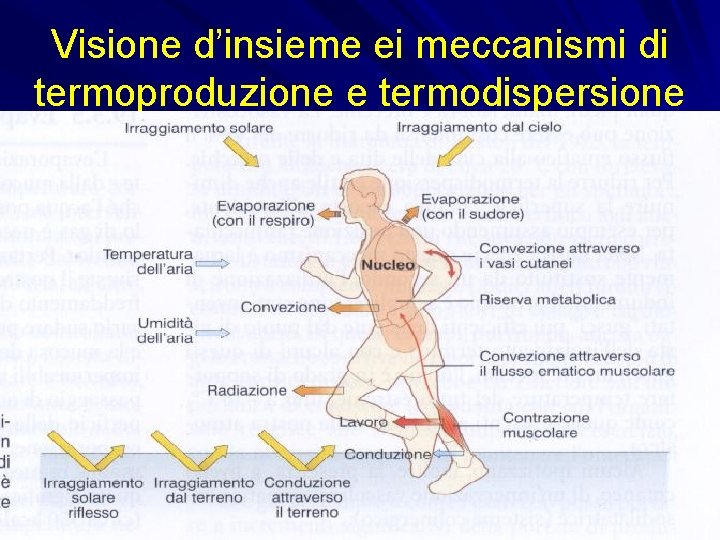 Visione d’insieme ei meccanismi di termoproduzione e termodispersione 