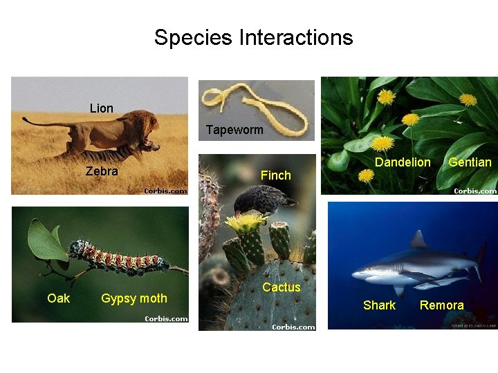 Species Interactions Lion Tapeworm Zebra Oak Gypsy moth Finch Dandelion Gentian Cactus Shark Remora