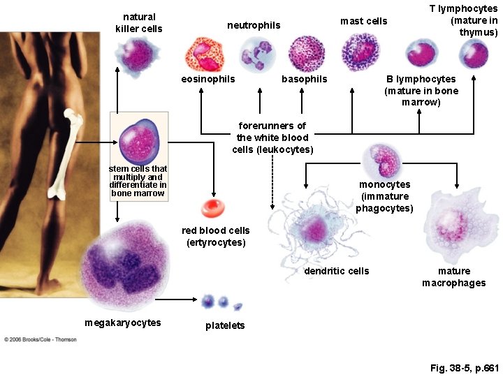 natural killer cells mast cells neutrophils eosinophils basophils T lymphocytes (mature in thymus) B natural killer cells mast cells neutrophils eosinophils basophils T lymphocytes (mature in thymus) B
