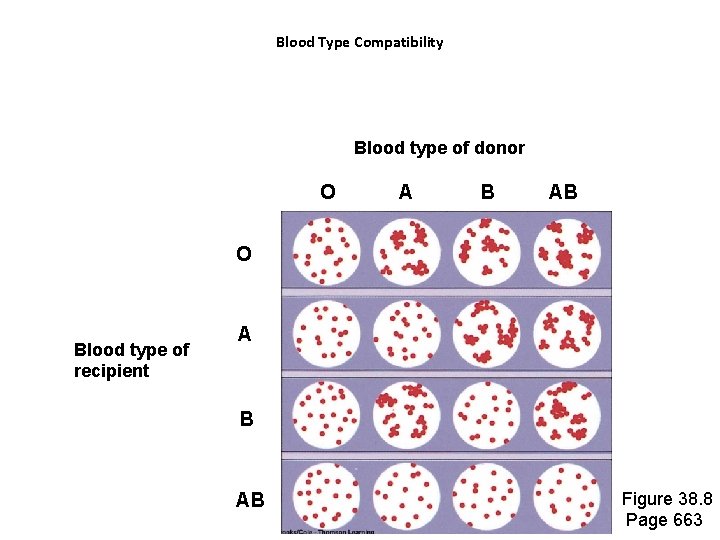 Blood Type Compatibility Blood type of donor O A B AB O Blood type Blood Type Compatibility Blood type of donor O A B AB O Blood type