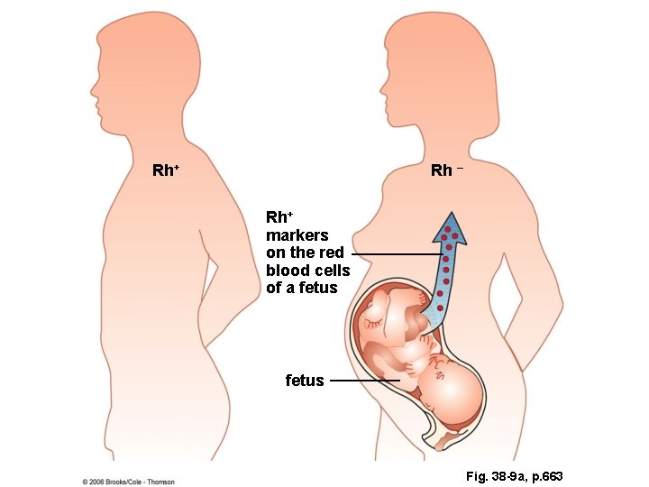 Rh+ Rh – Rh+ markers on the red blood cells of a fetus Fig. Rh+ Rh – Rh+ markers on the red blood cells of a fetus Fig.