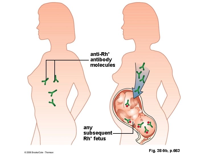 anti-Rh+ antibody molecules any subsequent Rh+ fetus Fig. 38 -9 b, p. 663 anti-Rh+ antibody molecules any subsequent Rh+ fetus Fig. 38 -9 b, p. 663
