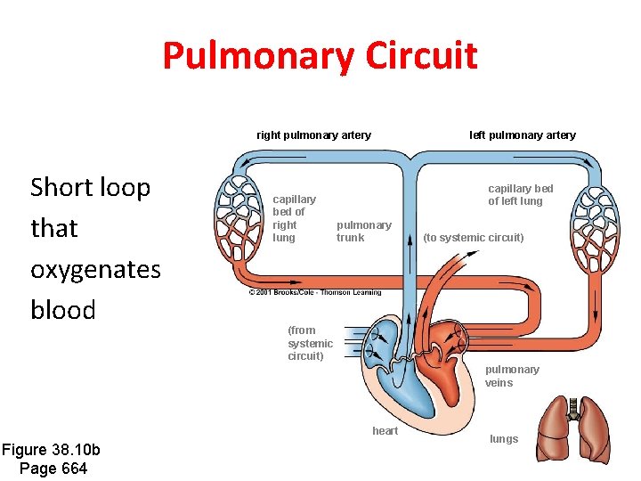 Pulmonary Circuit right pulmonary artery Short loop that oxygenates blood capillary bed of right Pulmonary Circuit right pulmonary artery Short loop that oxygenates blood capillary bed of right