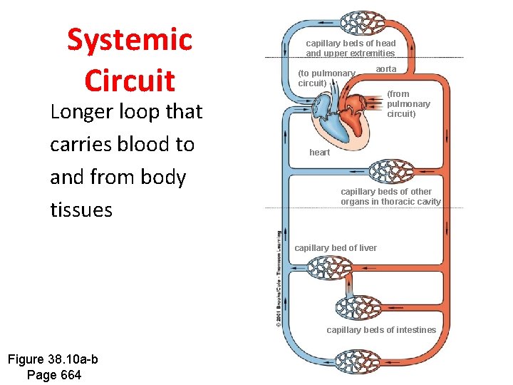 Systemic Circuit Longer loop that carries blood to and from body tissues capillary beds Systemic Circuit Longer loop that carries blood to and from body tissues capillary beds