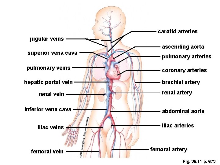 Major Vessels carotid arteries jugular veins superior vena cava pulmonary veins hepatic portal vein Major Vessels carotid arteries jugular veins superior vena cava pulmonary veins hepatic portal vein