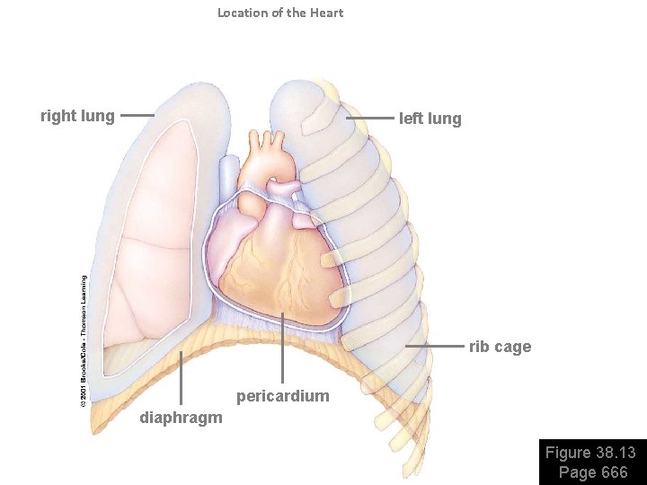 Location of the Heart right lung left lung rib cage pericardium diaphragm Figure 38. Location of the Heart right lung left lung rib cage pericardium diaphragm Figure 38.