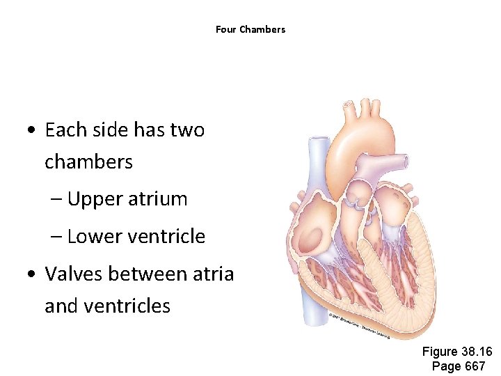 Four Chambers • Each side has two chambers – Upper atrium – Lower ventricle Four Chambers • Each side has two chambers – Upper atrium – Lower ventricle
