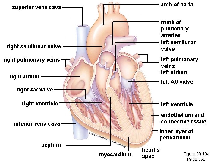 arch of aorta superior vena cava trunk of pulmonary arteries left semilunar valve right arch of aorta superior vena cava trunk of pulmonary arteries left semilunar valve right