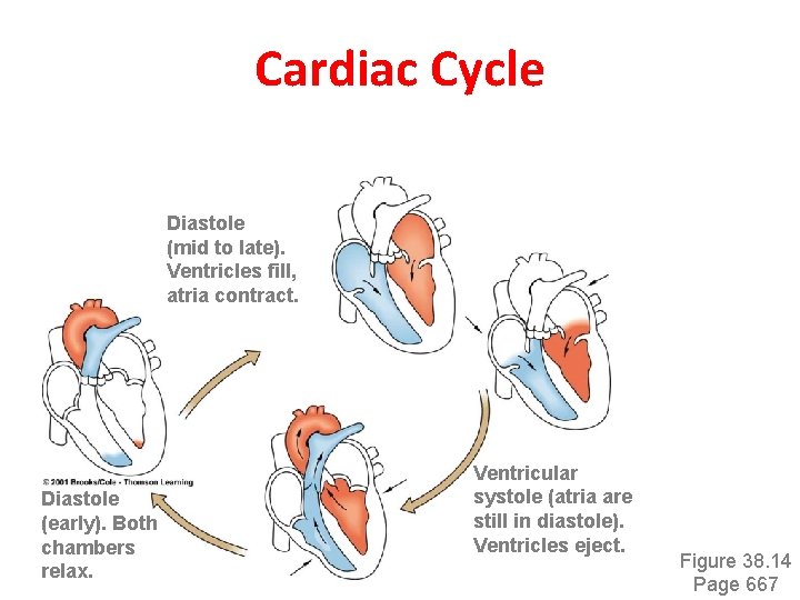 Cardiac Cycle Diastole (mid to late). Ventricles fill, atria contract. Diastole (early). Both chambers Cardiac Cycle Diastole (mid to late). Ventricles fill, atria contract. Diastole (early). Both chambers
