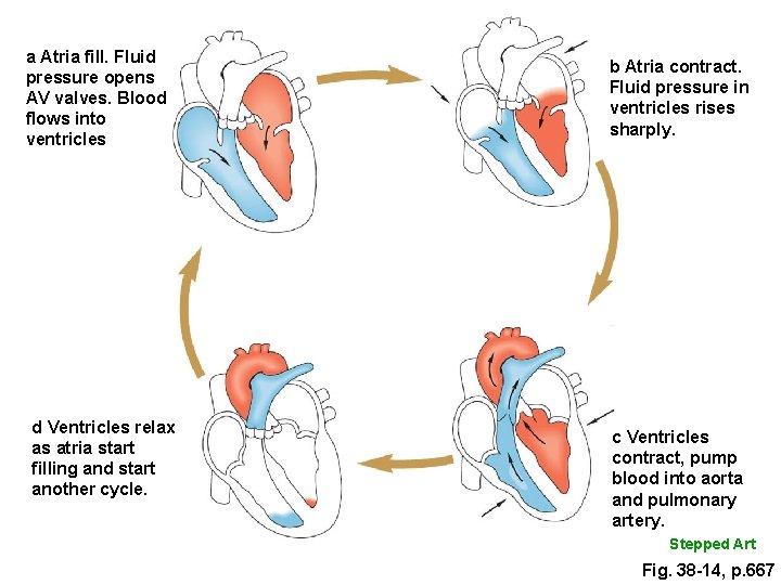 a Atria fill. Fluid pressure opens AV valves. Blood flows into ventricles d Ventricles a Atria fill. Fluid pressure opens AV valves. Blood flows into ventricles d Ventricles