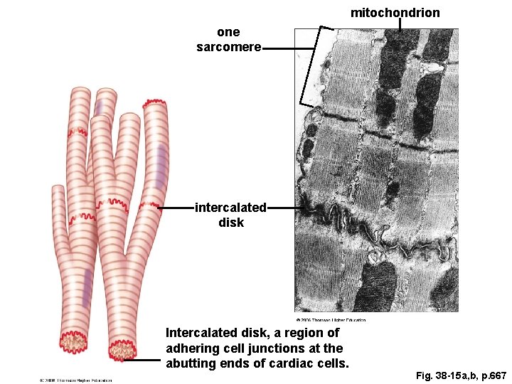 mitochondrion one sarcomere intercalated disk Intercalated disk, a region of adhering cell junctions at mitochondrion one sarcomere intercalated disk Intercalated disk, a region of adhering cell junctions at
