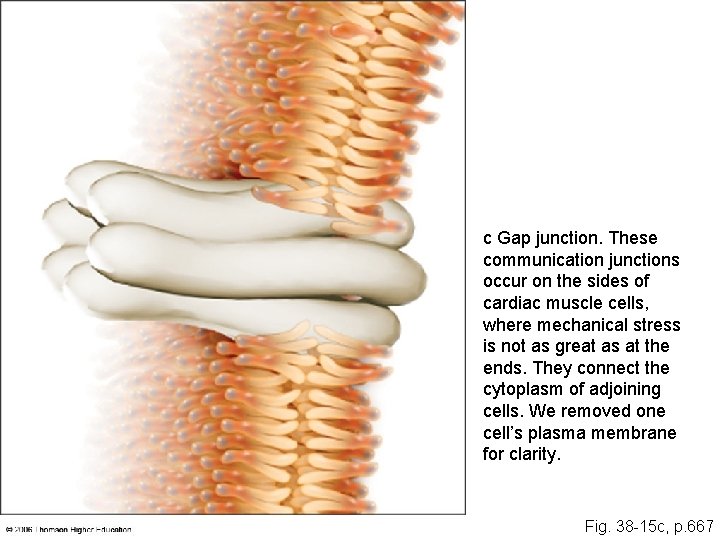c Gap junction. These communication junctions occur on the sides of cardiac muscle cells, c Gap junction. These communication junctions occur on the sides of cardiac muscle cells,