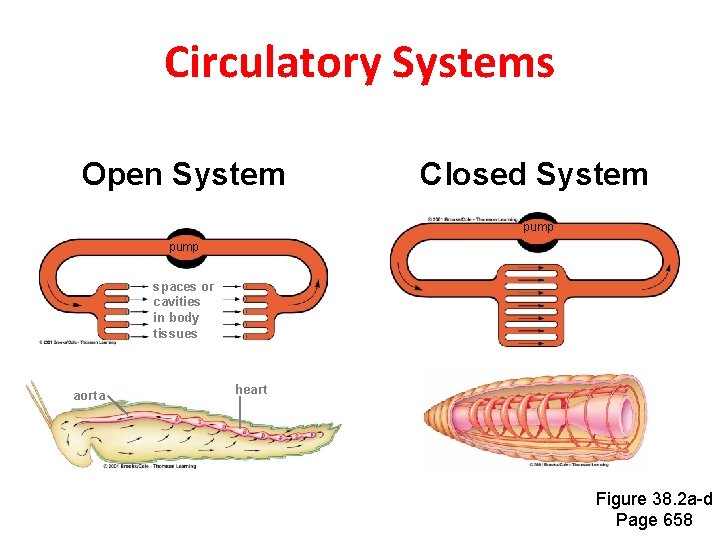 Open Circular System Chapter 38 Circulation Circulatory System Accepts oxygen nutrients