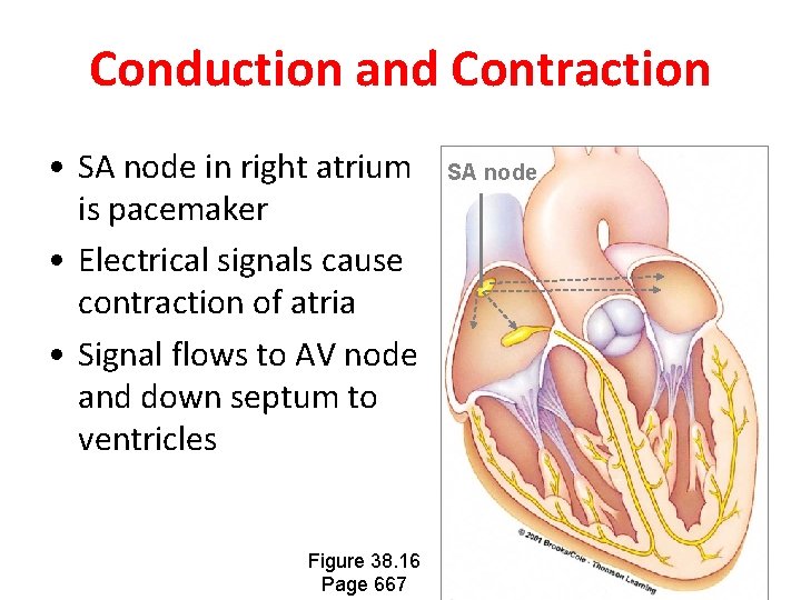 Conduction and Contraction • SA node in right atrium is pacemaker • Electrical signals Conduction and Contraction • SA node in right atrium is pacemaker • Electrical signals