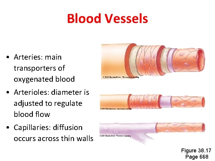Blood Vessels • Arteries: main transporters of oxygenated blood • Arterioles: diameter is adjusted Blood Vessels • Arteries: main transporters of oxygenated blood • Arterioles: diameter is adjusted