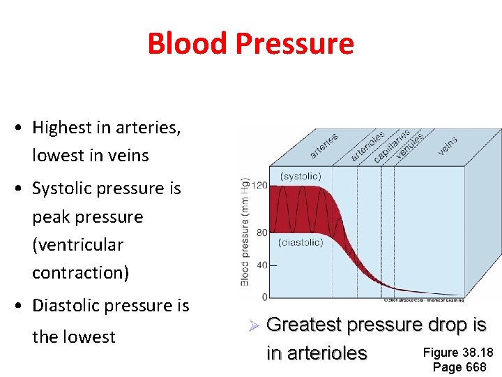 Blood Pressure • Highest in arteries, lowest in veins • Systolic pressure is peak Blood Pressure • Highest in arteries, lowest in veins • Systolic pressure is peak