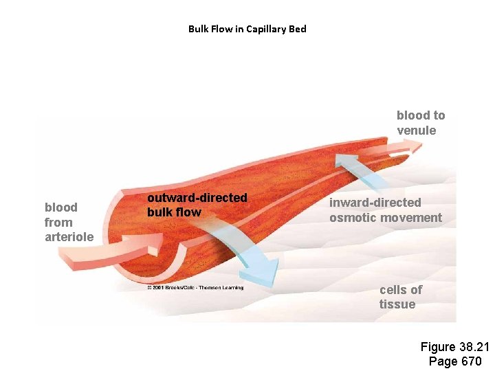 Bulk Flow in Capillary Bed blood to venule blood from arteriole outward-directed bulk flow Bulk Flow in Capillary Bed blood to venule blood from arteriole outward-directed bulk flow