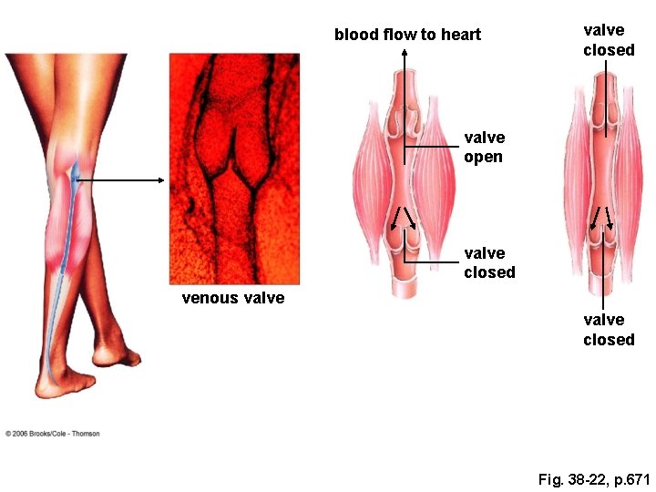 blood flow to heart valve closed valve open valve closed venous valve closed Fig. blood flow to heart valve closed valve open valve closed venous valve closed Fig.
