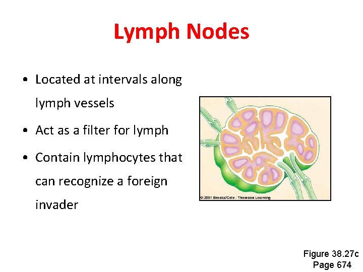 Lymph Nodes • Located at intervals along lymph vessels • Act as a filter Lymph Nodes • Located at intervals along lymph vessels • Act as a filter