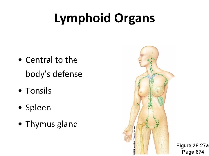 Lymphoid Organs • Central to the body’s defense • Tonsils • Spleen • Thymus Lymphoid Organs • Central to the body’s defense • Tonsils • Spleen • Thymus