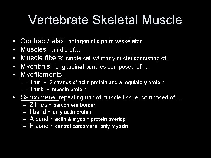 Vertebrate Skeletal Muscle • • • Contract/relax: antagonistic pairs w/skeleton Muscles: bundle of…. Muscle