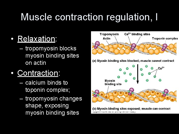 Muscle contraction regulation, I • Relaxation: – tropomyosin blocks myosin binding sites on actin