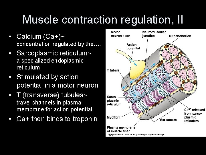 Muscle contraction regulation, II • Calcium (Ca+)~ concentration regulated by the…. • Sarcoplasmic reticulum~