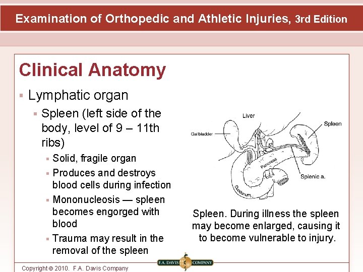 Examination of Orthopedic and Athletic Injuries, 3 rd Edition Clinical Anatomy Lymphatic organ Spleen