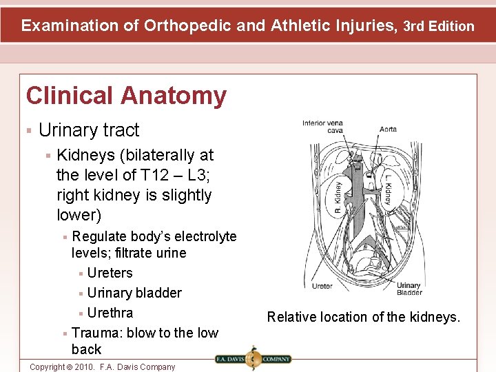 Examination of Orthopedic and Athletic Injuries, 3 rd Edition Clinical Anatomy Urinary tract Kidneys