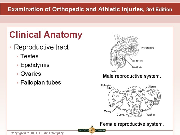 Examination of Orthopedic and Athletic Injuries, 3 rd Edition Clinical Anatomy Reproductive tract Testes