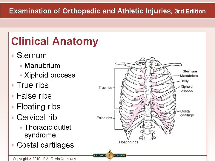 Examination of Orthopedic and Athletic Injuries, 3 rd Edition Clinical Anatomy Sternum Manubrium Xiphoid