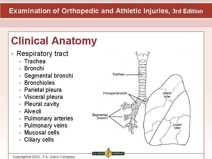 Examination of Orthopedic and Athletic Injuries, 3 rd Edition Clinical Anatomy Respiratory tract Trachea