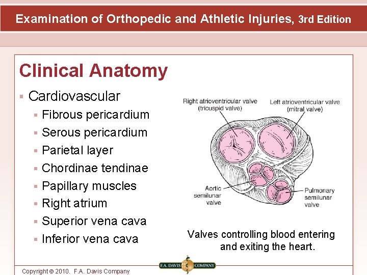 Examination of Orthopedic and Athletic Injuries, 3 rd Edition Clinical Anatomy Cardiovascular Fibrous pericardium