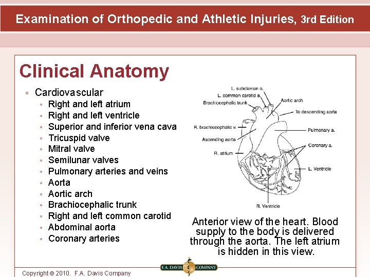 Examination of Orthopedic and Athletic Injuries, 3 rd Edition Clinical Anatomy Cardiovascular Right and