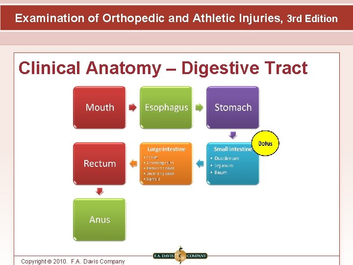 Examination of Orthopedic and Athletic Injuries, 3 rd Edition Clinical Anatomy – Digestive Tract